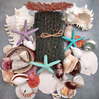 Seashell Variety Pack Assorted Mix B GRADE (Approx. 40+ Shells 2-12+ inches) B GRADE Shell Grab Bag Assortment 01 for crafts teaching & art! Copyright 2025 SeaShellSupply.com.