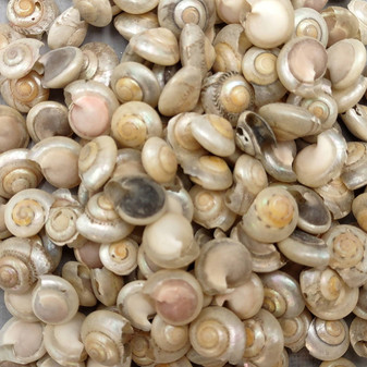 Pearlized White Umbonium Seashell Mix (approx. half cup +/-115 shells 0.5+ inches) Light Pearl Umbonium Shell for arts crafts & jewelry!  Copyright 2025 SeaShellSupply.com.