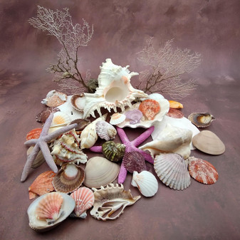 Seashell Variety Pack Assorted Mix B GRADE (Approx. 50+ Shells 2-8+ inches) B GRADE Shell Grab Bag Assortment 05 for crafts teaching & art! Copyright 2025 SeaShellSupply.com.