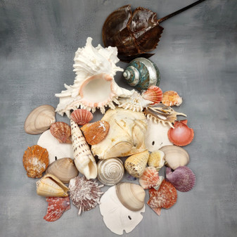 Seashell Variety Pack Assorted Mix B GRADE (Approx. 50+ Shells 2-8+ inches) B GRADE Shell Grab Bag Assortment 6 for crafts teaching & art! Copyright 2025 SeaShellSupply.com.