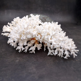 Brownstem White Lace Coral Cluster Pocillopora Damicornis (1 coral 8L x 3H x 5D inches) Large Lace Coral Cluster for decor & display! Copyright 2025 SeaShellSupply.com.

