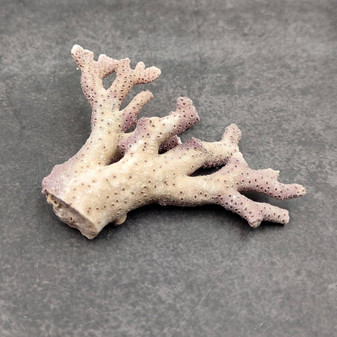 Purple Coral Pieces Pocillopora Acuta (1 piece approx. 2+ inches) Branching Purple Coral Pieces for coastal decor crafts & collections! Copyright 2025 SeaShellSupply.com.