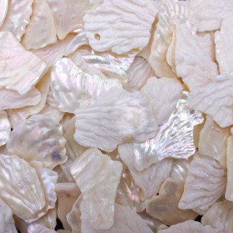 White Abalone Pearlized Assorted Pieces (10 pieces approx. 0.75+ inches) Iridescent Abalone shell fragments for jewelry arts & crafts! Copyright 2025 SeaShellSupply.com.