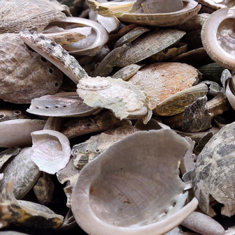 Natural Green Baby Abalone Fragments (Approx. 2 kilograms 0.75+ inches) B GRADE Baby Green Abalone shell pieces for décor arts & crafts! Copyright 2025 SeaShellSupply.com.