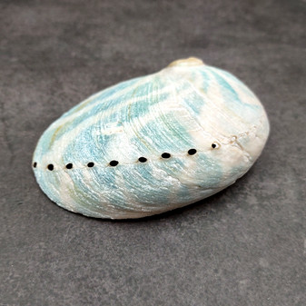 Natural Aqua Green Abalone Shell Haliotis Iris (1 shell approx 3+ inches) Blue Green Abalone shell for arts crafts collecting & display! Copyright 2025 SeaShellSupply.com.