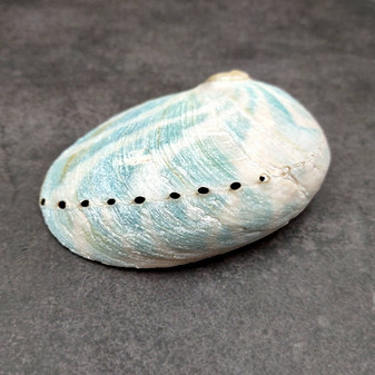 Natural Aqua Green Abalone Shell Haliotis Iris (1 shell approx 3+ inches) Blue Green Abalone shell for arts crafts collecting & display! Copyright 2025 SeaShellSupply.com.