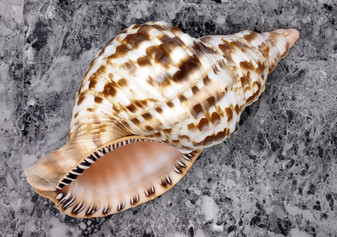 Caribbean Triton Seashell Charonia Tritonis (1 shell approx. 7+ inches) B GRADE Perfect shells for coastal crafting decor & collections!