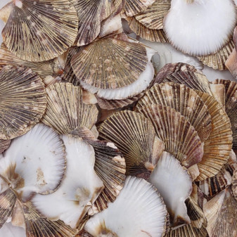 Flat Pixie Scallop Seashells Gold Tint Brown Black Pecten (58 shells approx. 0.75+ inches) Flat Pixie Scallop Shells for jewelry & crafts! Copyright 2025 SeaShellSupply.com.