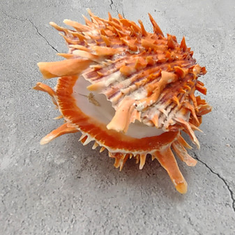 Orange Purple Spiny Oyster Pair Spondylus Barbatus (1 shell pair approx 6X4X3 inches) B GRADE Colorful natural coastal décor for display! Copyright 2026 SeaShellSupply.com.
