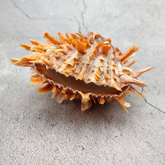Orange Purple Spiny Oyster Pair Spondylus Barbatus (1 shell pair approx 4X3X2 inches) B GRADE Natural seashell gift for coastal home decor! Copyright 2026 SeaShellSupply.com.\n