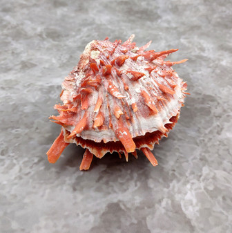 Red Purple Spiny Oyster Pair Spondylus Barbatus (1 shell pair approx. 4X3X2 inches) B GRADE Natural seashell pair for nautical display!