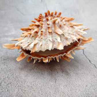 Orange Purple Spiny Oyster Pair Spondylus Barbatus (1 shell pair approx. 4X4X3 inches) B GRADE Natural seashell pair for nautical display! Copyright 2026 SeaShellSupply.com.
