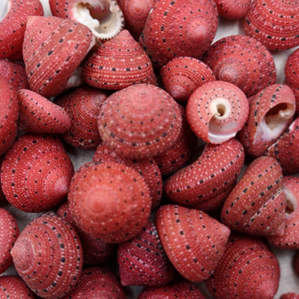 Strawberry Top Red Seashells Clanculus Puniceus (5 shells approx. 0.5+ inches) Small Red Natural Strawberry Top Shells for arts & crafts! Copyright 2026 SeaShellSupply.com.