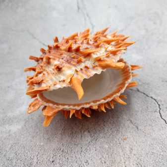 Orange Purple Spiny Oyster Pair Spondylus Barbatus (1 shell pair approx. 4X4X3 inches) B GRADE Natural seashell pair for nautical display! Copyright 2026 SeaShellSupply.com.