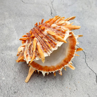 Orange Purple Spiny Oyster Pair Spondylus Barbatus (1 shell pair approx. 4X3X2 inches) B GRADE Colorful seashell pair for nautical decor!