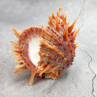 Orange Purple Spiny Oyster Pair Spondylus Barbatus (1 shell pair approx. 3X3X2 inches) B GRADE Colorful seashell pair for nautical decor! 11