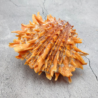 Orange Purple Spiny Oyster Pair Spondylus Barbatus (1 shell pair approx. 4X4X3 inches) B GRADE Colorful seashell pair for nautical decor! 12