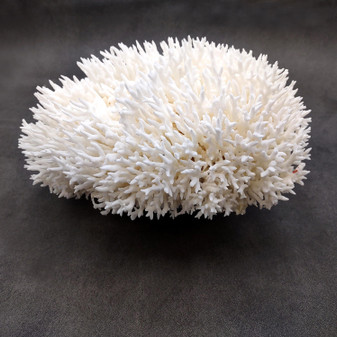 White Birdsnest Coral Cluster Seriatopora Hystrix (1 coral approx. 10-12+ inches) White Bird Nest Coral Cluster for home décor & collecting!