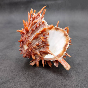 Red Purple Spiny Oyster Pair Spondylus Barbatus (1 pair shell approx. 3.75+ inches) B GRADE Natural spiny oyster shells for decor & collecting! Copyright 2026 SeaShellSupply.com.
