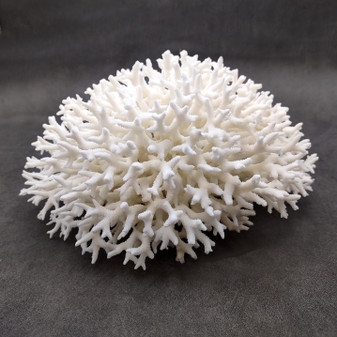 White Birdsnest Coral Cluster Seriatopora Hystrix (1 coral approx. 10L x 8W x 5H inches) White Coral Centerpiece for decor & display! Copyright 2026 SeaShellSupply.com.