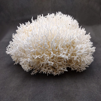 White Birdsnest Coral Cluster Seriatopora Hystrix (1 coral approx. 11L x 8.5W x 6.5H inches) White Coral Centerpiece for decor & display! Copyright 2026 SeaShellSupply.com.