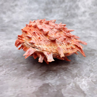 Red Purple Spiny Oyster Pair Spondylus Barbatus (1 shell pair approx. 4X4X3 inches) B GRADE Natural Spiny Oyster shell for decor & display! Copyright 2026 SeaShellSupply.com.