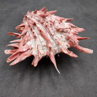 Red Purple Spiny Oyster Pair Spondylus Barbatus (1 shell pair approx. 4X3X3 inches) B GRADE Natural Spiny Oyster shell for decor & display! Copyright 2026 SeaShellSupply.com.
