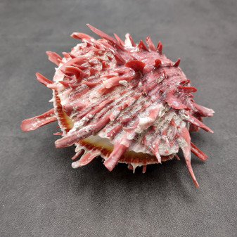 Red Purple Spiny Oyster Pair Spondylus Barbatus (1 shell pair approx. 4X3X2 inches) B GRADE Natural Spiny Oyster shell for decor & display! Copyright 2026 SeaShellSupply.com.