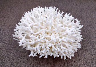 White Birdsnest Coral Cluster Seriatopora Hystrix (1 coral approx. 7-8+ inches) White Bird Nest Coral for display weddings & home décor!