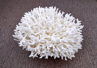 White Birdsnest Coral Cluster Seriatopora Hystrix (1 coral approx. 7-8+ inches) White Bird Nest Coral for display weddings & home décor!