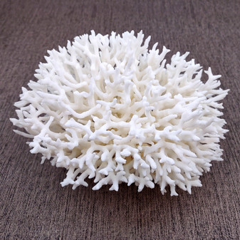 White Birdsnest Coral Cluster Seriatopora Hystrix (1 coral approx. 7-8+ inches) White Bird Nest Coral for display weddings & home décor! Copyright 2026 SeaShellSupply.com.