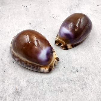 Purple Top Brown Arabian Cowrie Seashells Cypraea Arabica (2 shells approx. 2.25+ inches) Purple Top Arabian Cowrie Shells for home décor! Copyright 2026 SeaShellSupply.com.