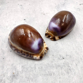 Purple Top Brown Arabian Cowrie Seashells Cypraea Arabica (2 shells approx. 2.25+ inches) Purple Top Arabian Cowrie Shells for home décor! Copyright 2026 SeaShellSupply.com.