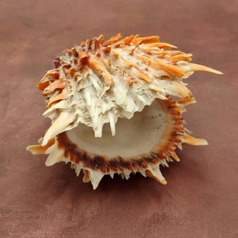Orange Purple Spiny Oyster Pair Spondylus Barbatus (1 pair shell approx. 4+ inches) B GRADE Colorful seashell pair for nautical decor! Copyright 2026 SeaShellSupply.com.\n