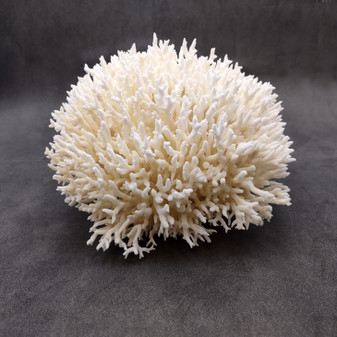 White Birdsnest Coral Cluster Seriatopora Hystrix (1 coral approx. 8.5L x 9W x 5H inches) Ocean coral for nautical decor art and collecting! Copyright 2026 SeaShellSupply.com.