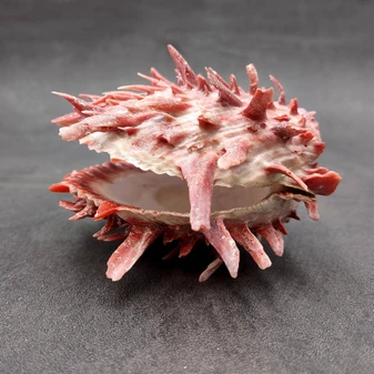 Red Purple Spiny Oyster Pair Spondylus Barbatus (1 shell pair approx. 3X3X2 inches) B GRADE Colorful seashell pair for nautical decor! Copyright 2026 SeaShellSupply.com.