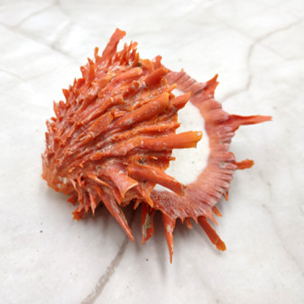 Red Purple Spiny Oyster Pair Spondylus Barbatus (1 shell pair approx. 3X3X1 inches) B GRADE Colorful seashell pair for nautical decor!