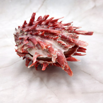 Red Purple Spiny Oyster Pair Spondylus Barbatus (1 shell pair approx. 4X4X2 inches) B GRADE Natural Spiny Oyster shell for decor & display! -10