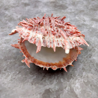Red Purple Spiny Oyster Pair Spondylus Barbatus (1 shell pair approx. 4X4X2 inches) B GRADE Natural Oyster shell for decor & display! -12