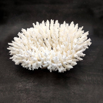 White Table Coral Cluster Large Centerpiece (1 coral 9L x 4.5H x 7D inches) Large White Table Coral for coastal home display & decor! Copyright 2026 SeaShellSupply.com.\n