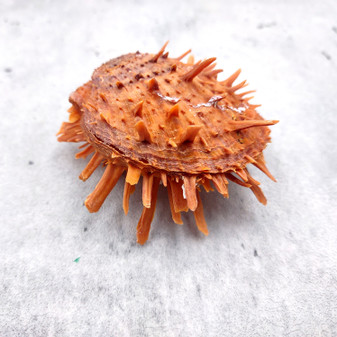 Orange White Spiny Oyster Seashell Pair Spondylus Barbatus (1 shell pair approx. 2+ Inches) B GRADE Thorny Oyster Shell for display & décor! Copyright 2026 SeaShellSupply.com.