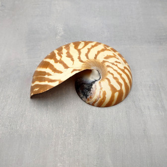 Natural Nautilus Seashell Half Nautilus Pompilius (1 shell approx. 3+ inches) B GRADE Sliced Nautilus Shells for display decor & collecting! Copyright 2026 SeaShellSupply.com.