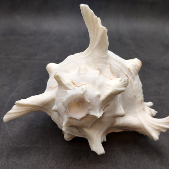 White Murex Seashell Horn Trumpet Musical Instrument (1 shell approx. 7+ inches) Large Natural Murex Shell Horn for playing & display! Copyright 2026 SeaShellSupply.com.