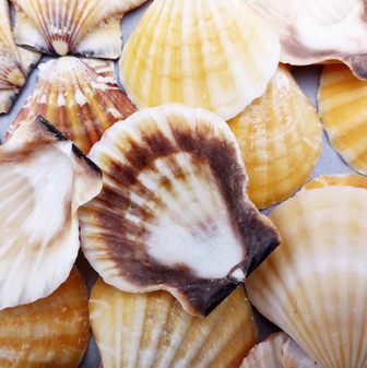 Orange Scallop Seashell Halves Noble Pecten Nobilis (approx. 20 shells 1.25+ inches) Orange Pecten Scallop shells for crafts & decor!