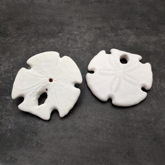 White Notched Arrowhead Sand Dollar Seashells Clypeaster subdepressus (2 sand dollars approx. 3+ inches) Arrowhead Sand Dollars for display! Copyright 2026 SeaShellSupply.com.