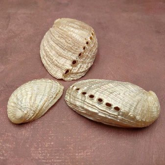 Pearlized Abalone Seashells (3 shells approx. 2+ inch) Pearlized Haliotis Asinina Mule Ear Abalone Shells for jewelry crafts & collecting! Copyright 2026 SeaShellSupply.com.
