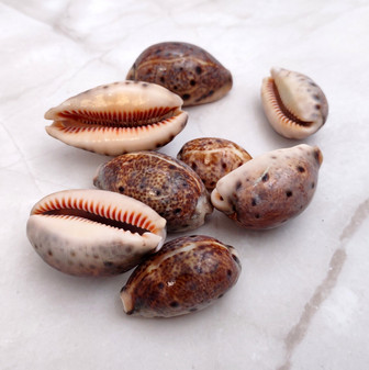Deer Cowrie Tan Brown Seashells Polished (10 shells approx. 1+ inches) Spotted Macrocypraea Cervus Cowry Shells for arts crafts & jewelry! Copyright 2026 SeaShellSupply.com.
