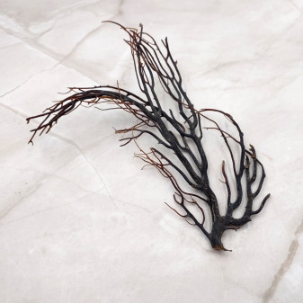 Rough Black Sea Fan Coral Dried Branches (1 fan approx. 4+ inches) Real Rugged Iciligorgia Schrammi Sea Fans for arts crafts & decor! Copyright 2026 SeaShellSupply.com.