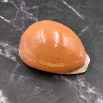 Rare Golden Cowrie Seashell (1 shell approx. 3.25+ inches) Gold Cowry Callistocypraea Aurantium Shell for display collecting & decor! 02 Copyright 2026 SeaShellSupply.com.