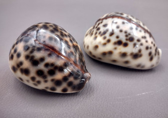Tiger Cowrie Seashell (2pcs.) - (2.75 - 3 Inches) - Cypraea Tigris. Front and back side views of the spotted shell. Copyright 2024 SeaShellSupply.com.